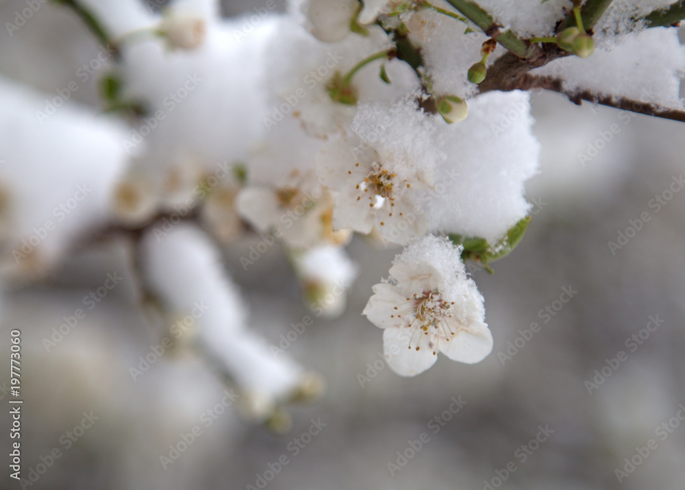 flowers in the snow