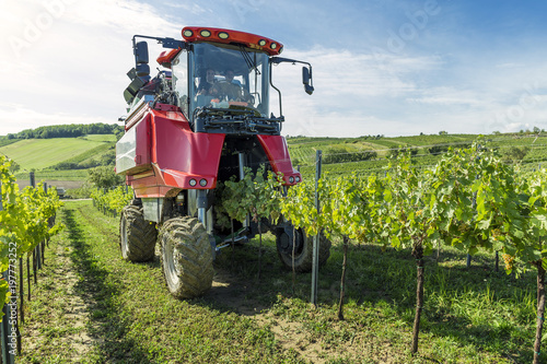 Grape gathering