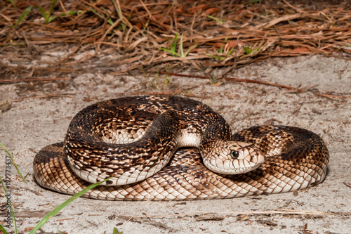 Florida Pine Snake (Pituophis melanoleucus mugitus)