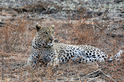 Leopard in the dry season
