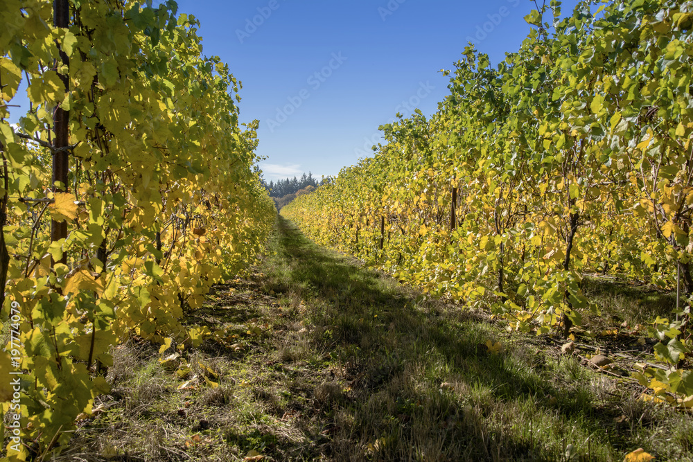Country vines in the Willamette valley Oregon. Country vines in the Willamette valley Oregon.
