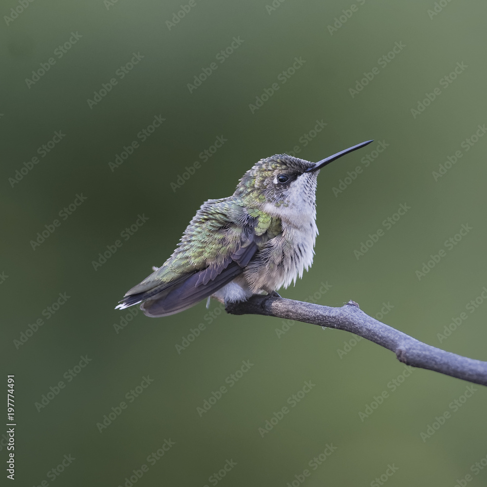 Fototapeta premium Cute As Can Be