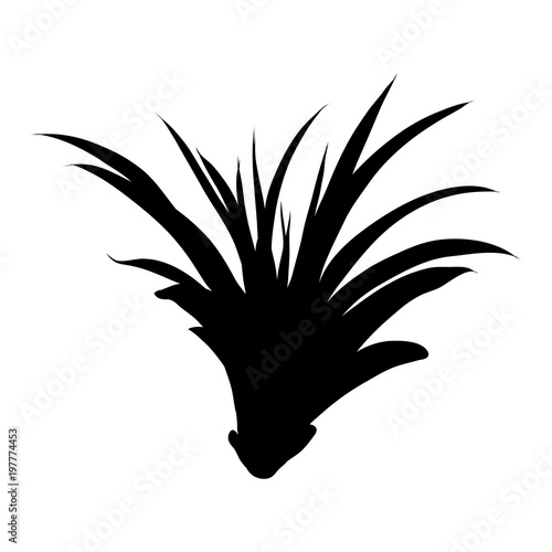 Black silhouettes of Succulent cactus flower, hand drawn terrarium cacti. Wild floral exotic tropical plant. Vector.