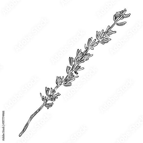 Exotic cactus family pant. Wild cactus forest elements. Hand drawn. Vector.