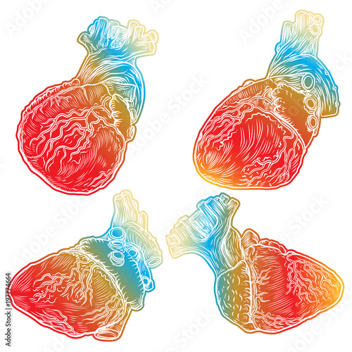 Set of red human hearts with aorta, veins and arteries isolated on white background. For cardiology or medical design. Hand drawn flesh tattoo concept. Vector.