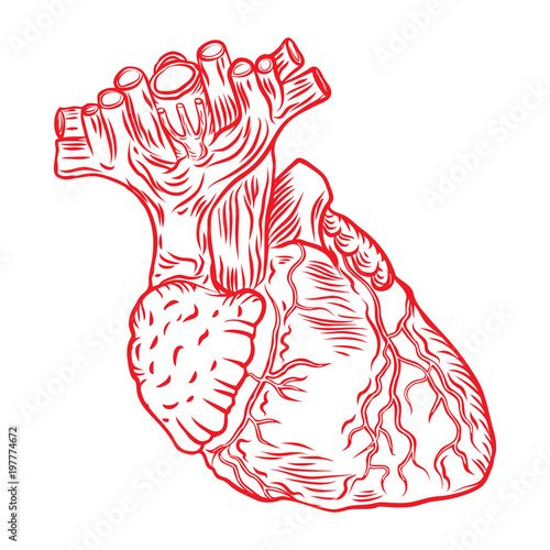 Red human heart with aorta, veins and arteries isolated on white background. For cardiology or medical design. Hand drawn flesh tattoo concept. Vector.