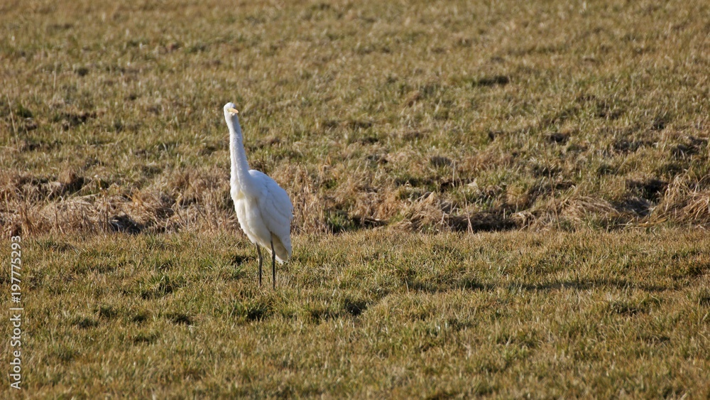 Silberreiher (Ardea alba) im Frühling auf der Jagd im Grünland
Silberreiher (Ardea alba) im Frühling auf der Jagd im Grünland
