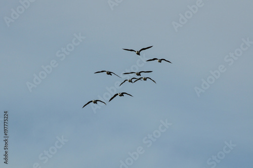 Flock of Flying birds