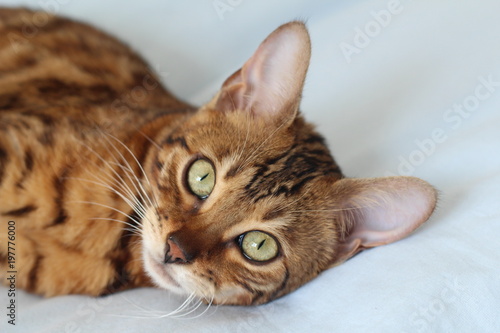 Adorable portrait of a Bengal cat © ajr_images