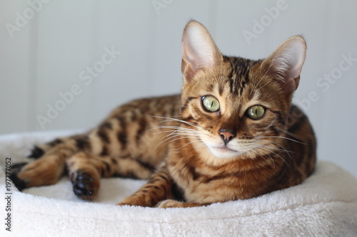 Photography Beautiful exotic cat portrait isolated