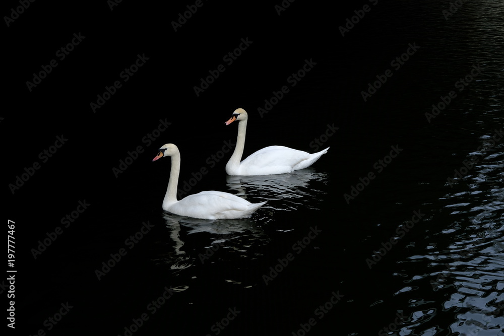 Naklejka premium two white swan