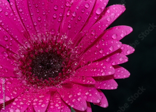 Macro image of gerbera flower. Selective focus