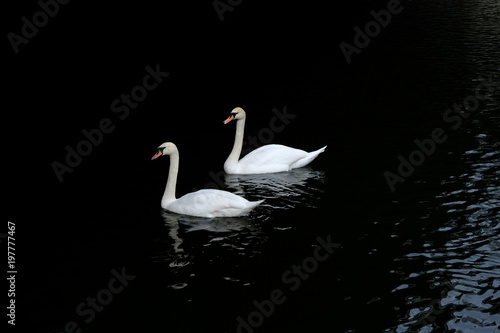 two white swan