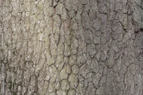 old oak bark texture background