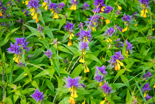 Fotografi Natt och dag or Ivan-da-Marya (Melampyrum nemorosum). Background