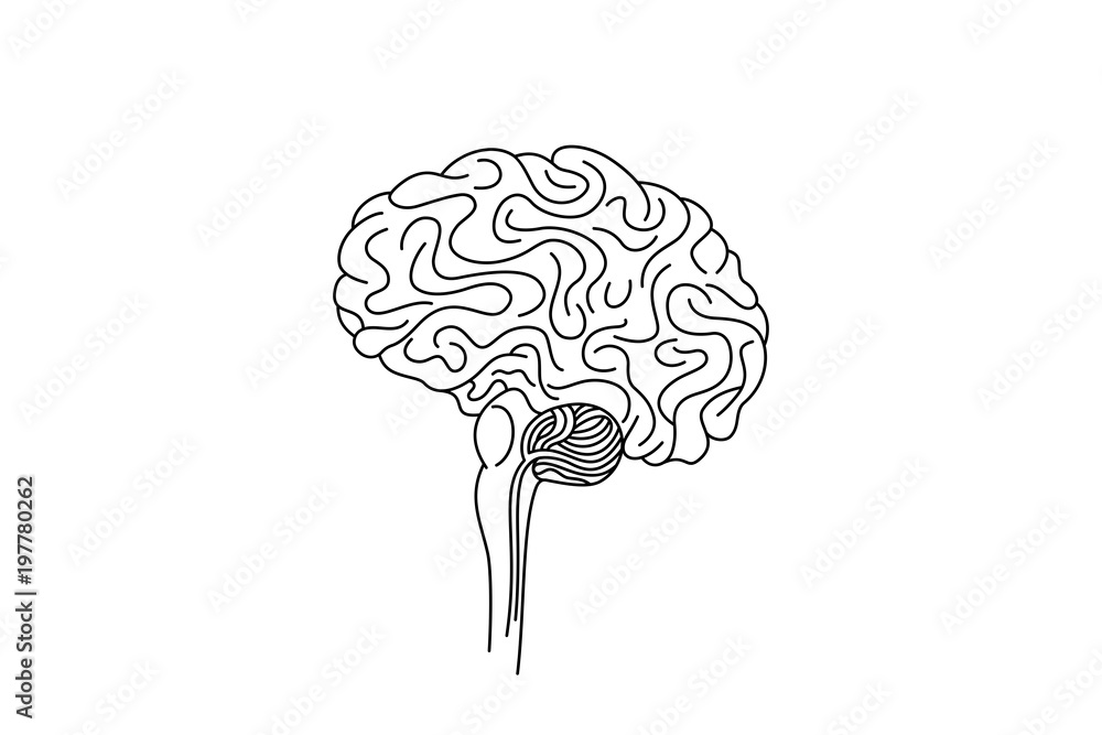 Drawing of a brain stem, vector illustration. Drawing of a brain stem, vector illustration.