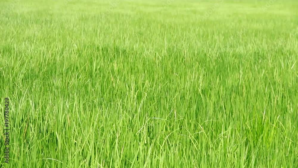 Paddle green rice field,beautiful of sway green rice with windy
Paddle green rice field,beautiful of sway green rice with windy