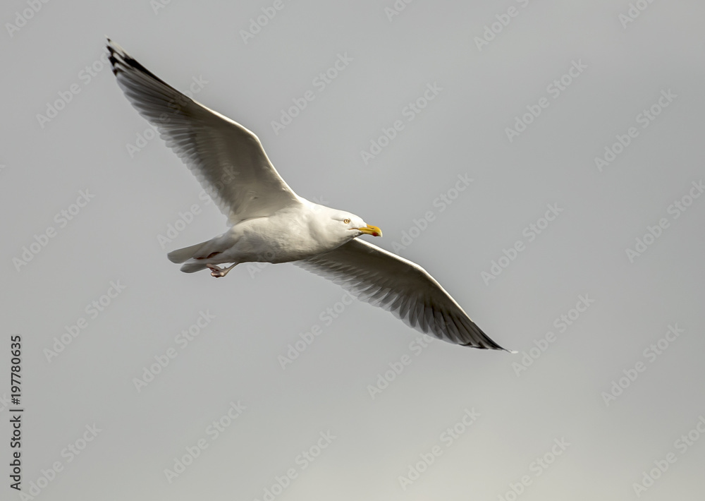 Fototapeta premium Seagull