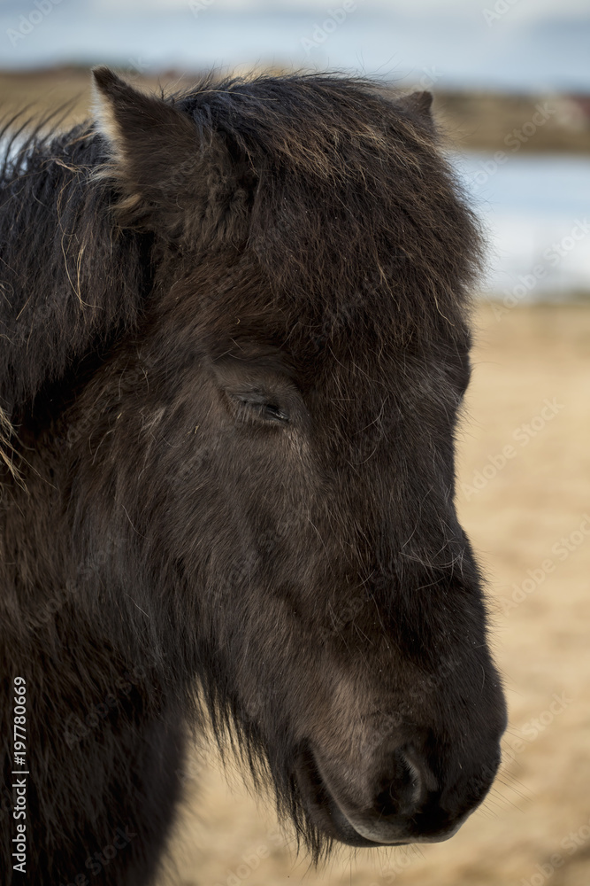Beauty of Icelandic horses