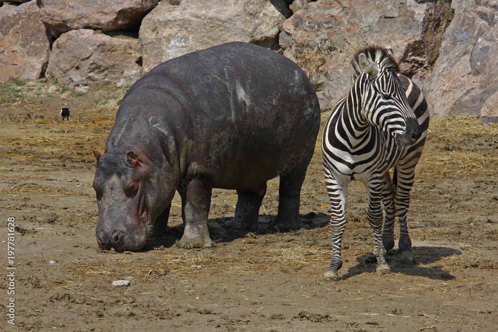 Suaygırı ve Zebra 