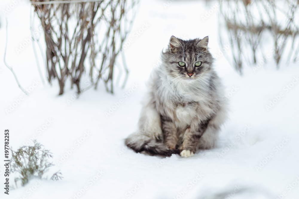 Portrait of a gray rural cat in winter.