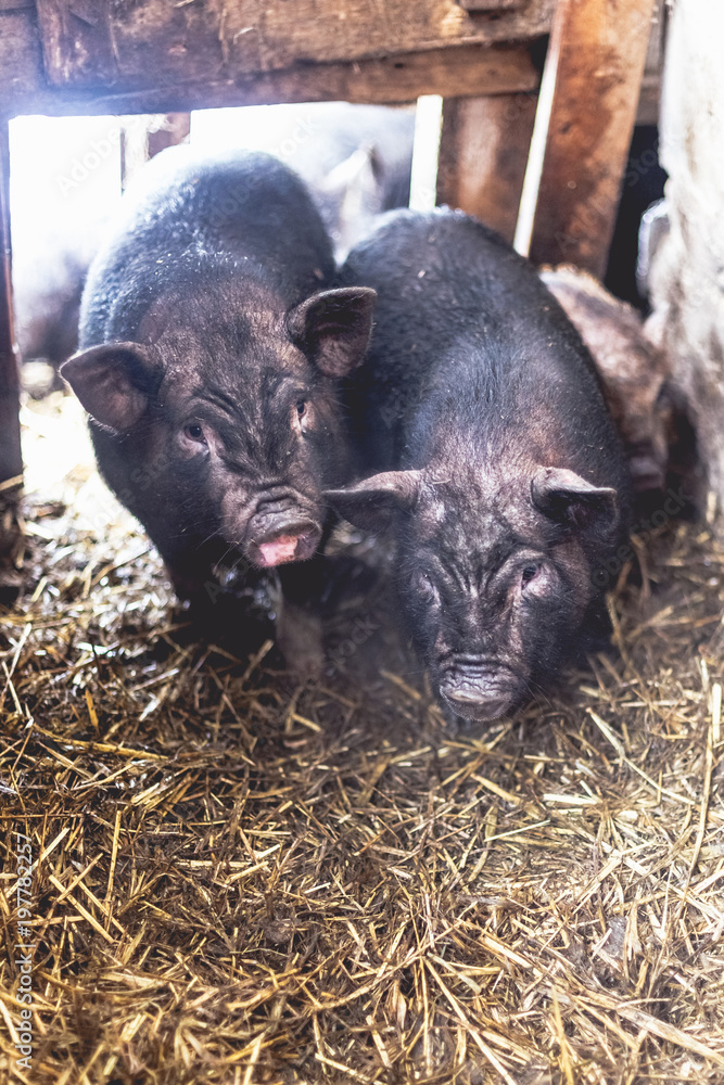 Small Vietnamese pigs on the farm. Small Vietnamese pigs on the farm.