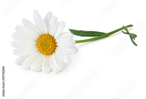 Fototapeta Naklejka Na Ścianę i Meble -  Beautiful white Daisy (Marguerite) isolated on white background, including clipping path without shade.