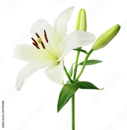 Beautiful white Lily with buds isolated on white background, including clipping path.