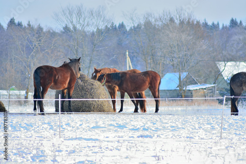 Horses in Winter sunny day © hlam70