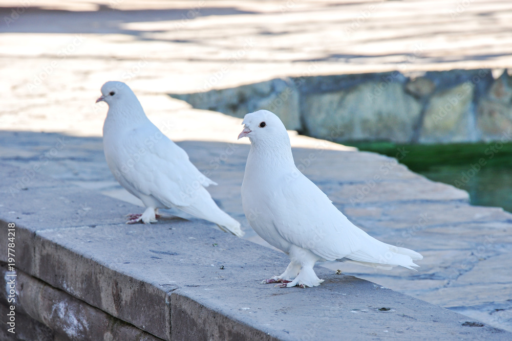 Fototapeta premium white pigeons on the roof