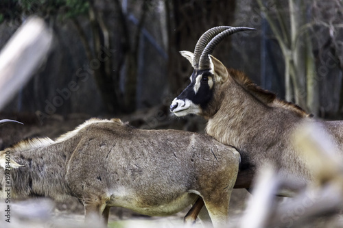 mating strategies in male antelopes photo