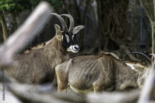 mating strategies in male antelopes photo