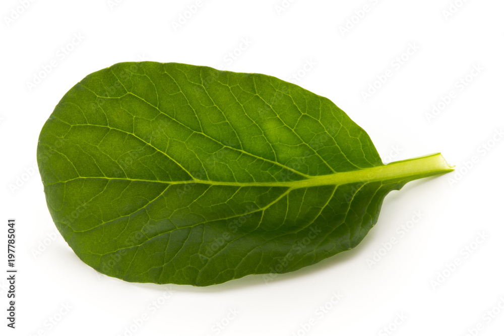 Spinach leaves close up isolated on white. Spinach leaves close up isolated on white.