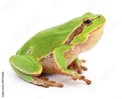 Small tree frog.