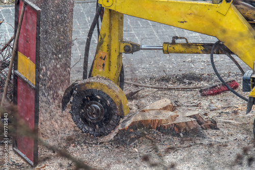 A stump is shredded with a stump cutter. Surrounding shavings are held up by a barrier. Concept: forestry or construction site