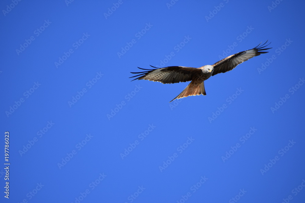 Obraz premium Birds