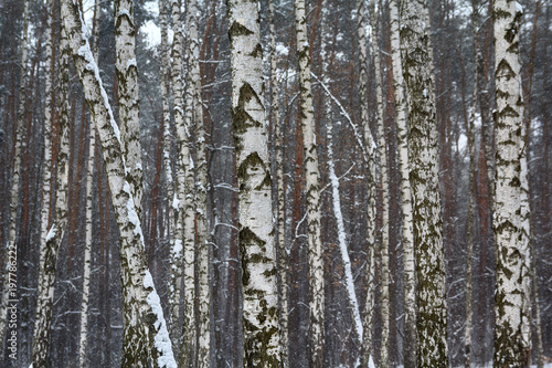 Trunks of birches covered with snow. Nature