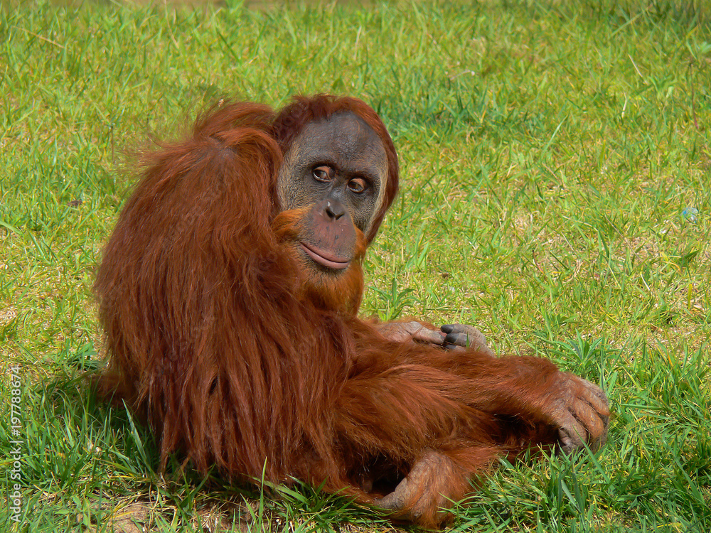Obraz premium Chimpanzé num zoo