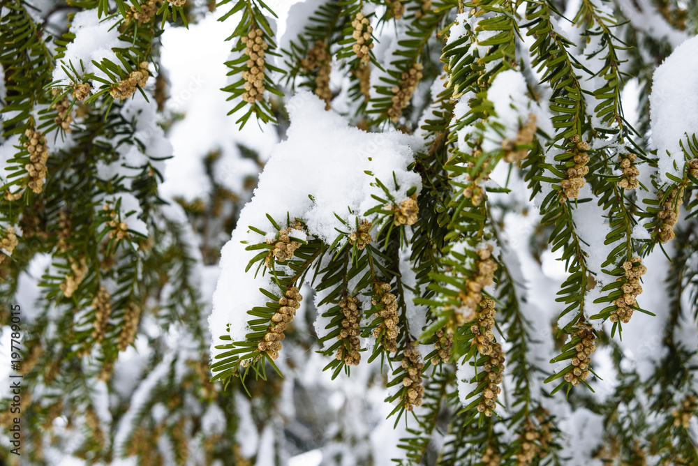 tree fir in a park covered with snow