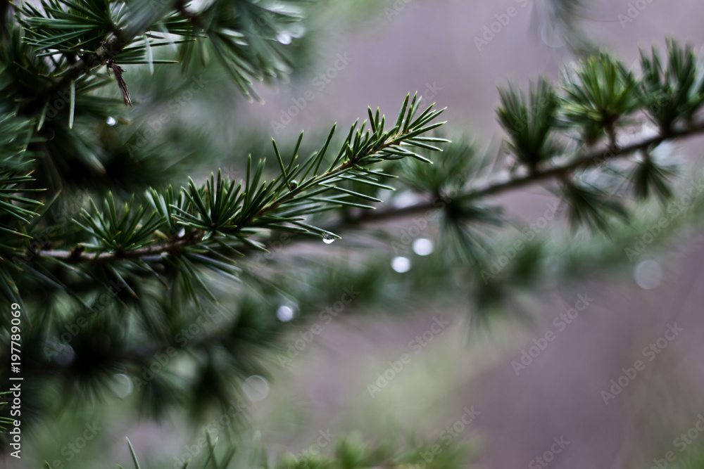 Obraz premium Christmas tree