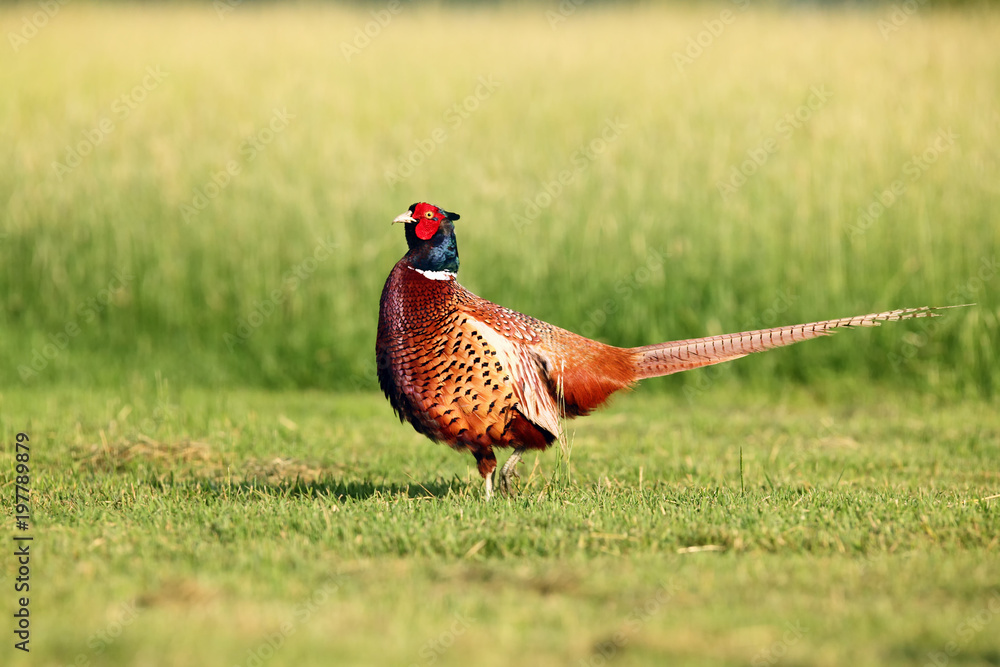 Fototapeta premium Bażant zwyczajny (Phasianus colchicus) stojący na łące. Bażant z zielonym tłem. Płynący bażant z rozpostartymi skrzydłami.