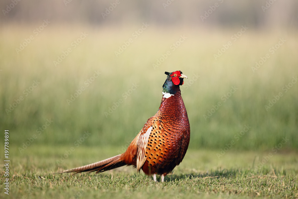 Fototapeta premium Bażant zwyczajny (Phasianus colchicus) stojący na łące. Bażant z zielonym tłem. Płynący bażant z rozpostartymi skrzydłami.