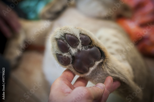 foots of young small lion