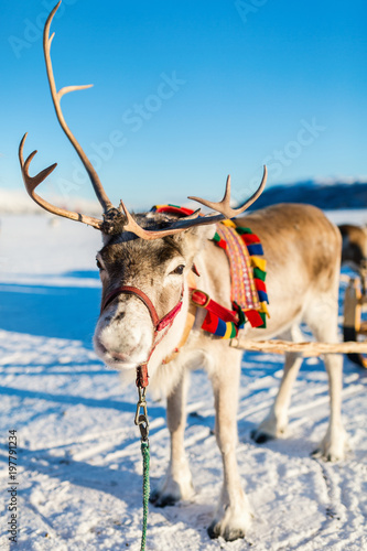 Reindeer in Northern Norway