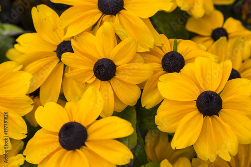 Φωτογραφία Flowers of rudbeckia close-up. City flowers