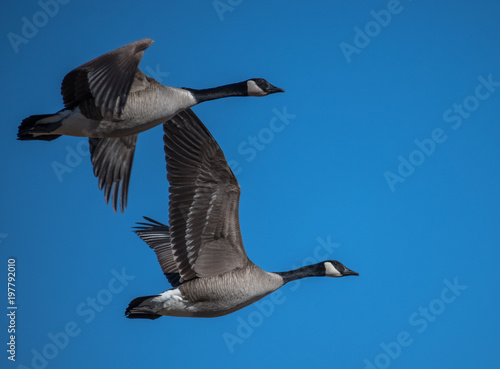 Two Geese Flying