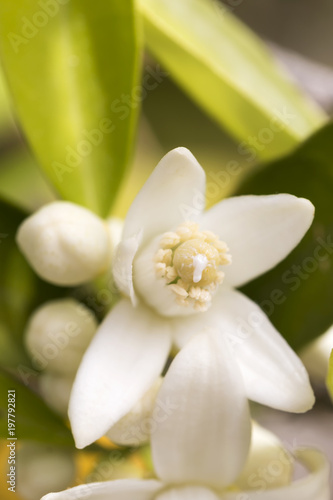 orange tree blossom with nectar. © kmls