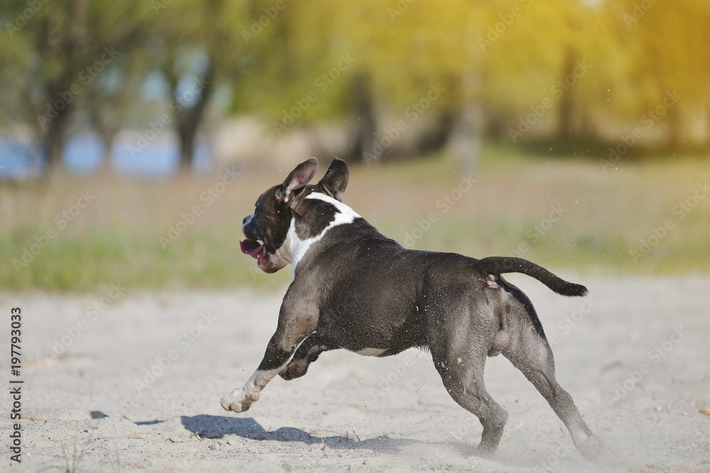 A dog Staffordshire Terrier runs along the shore of the lake.