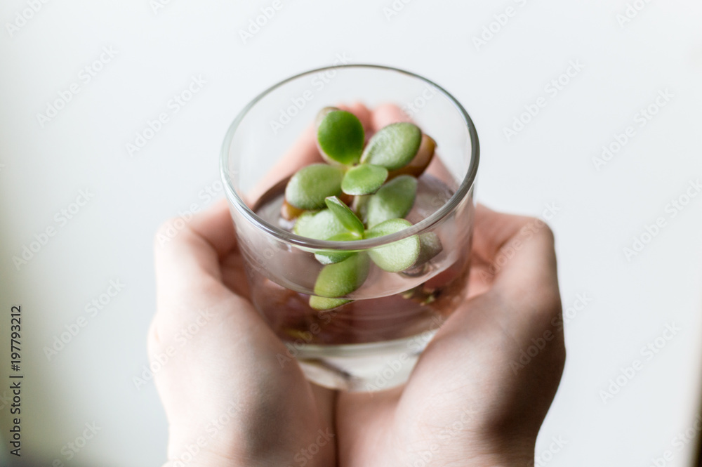 Top view of the female arms holding a glass flask with clean water and small succulent plant inside. Concept of ecology, treatment, care, healthcare, environment, nature protection, Earth day.
