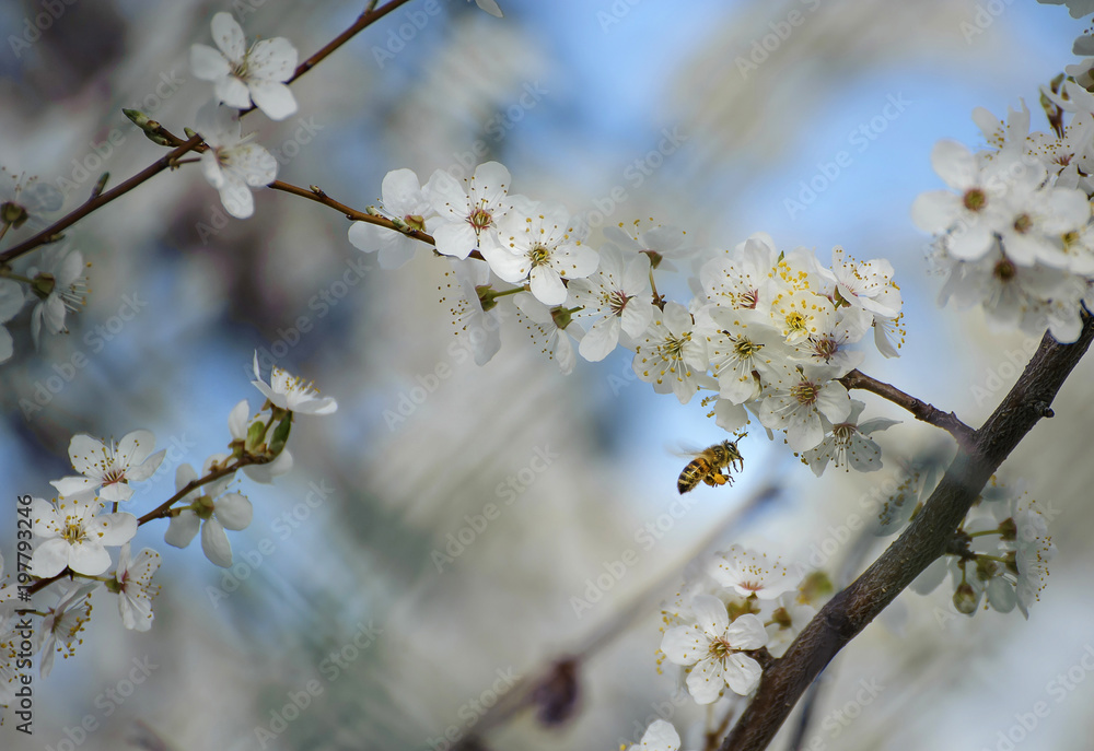 printemps cerisier fleurs,abeille printemps cerisier fleurs,abeille